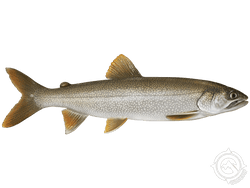 Lake Trout